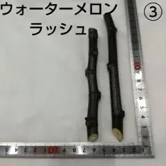 2026年最新】イチジク苗木ウォーターメロンラッシュの人気アイテム