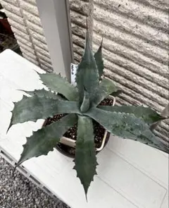 2026年最新】コロラータ アガベの人気アイテム - メルカリ