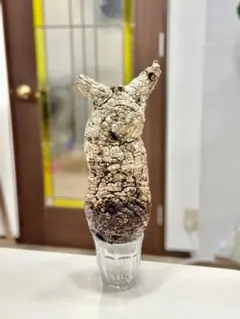 2026年最新】パキプス ベアルートの人気アイテム - メルカリ