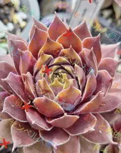 2026年最新】多肉植物 センペルビウムの人気アイテム - メルカリ