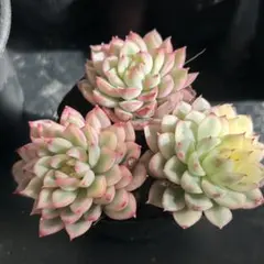 2026年最新】女雛錦の人気アイテム - メルカリ