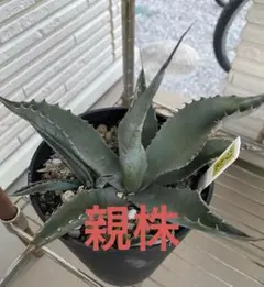 2026年最新】アガベ パリー 大株の人気アイテム - メルカリ