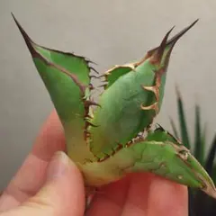 2026年最新】アガベパンダ熊猫の人気アイテム - メルカリ