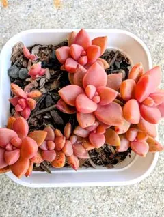 2026年最新】多肉 抜き苗 セットの人気アイテム - メルカリ