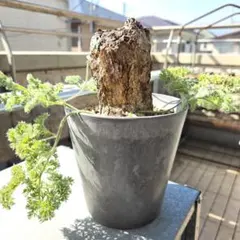 2026年最新】塊根 ペラルゴニウムの人気アイテム - メルカリ