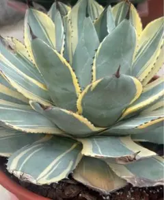 2026年最新】オリザバ アガベの人気アイテム - メルカリ