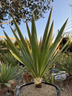 2026年最新】ユッカグロリオサの人気アイテム - メルカリ