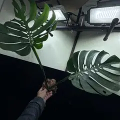 2026年最新】マクロコズム デリシオーサの人気アイテム - メルカリ