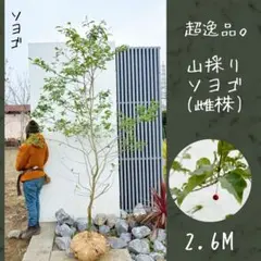 2026年最新】山採り ソヨゴの人気アイテム - メルカリ