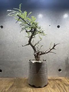 2026年最新】ボスウェリアネグレクタ の人気アイテム - メルカリ