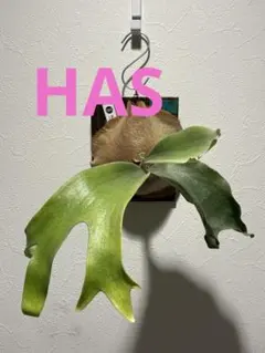 2026年最新】comolebi_plantsの人気アイテム - メルカリ