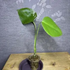 2026年最新】セブブルーミントの人気アイテム - メルカリ