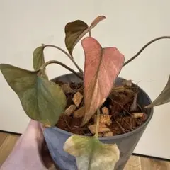 2026年最新】ホマロメナ Homalomenaの人気アイテム - メルカリ