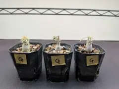 2026年最新】グラキリス 2頭 実生の人気アイテム - メルカリ