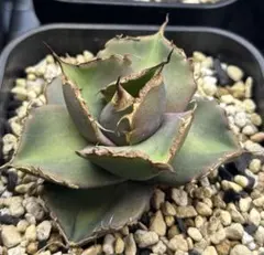 2026年最新】アガベ イランの人気アイテム - メルカリ