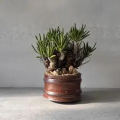 2026年最新】チレコドン レティキュラータスの人気アイテム - メルカリ