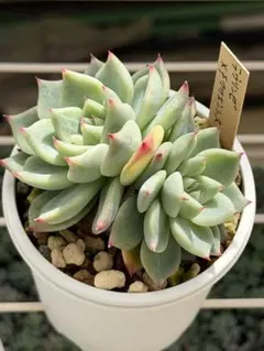 2026年最新】ミソップ苗の人気アイテム - メルカリ