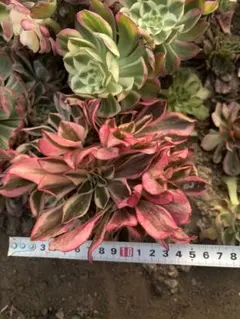 2026年最新】錦 アエオニウムの人気アイテム - メルカリ