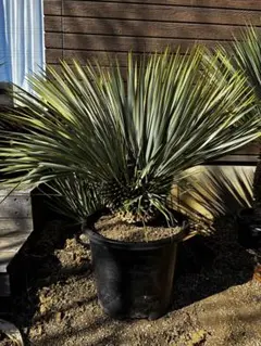 2026年最新】ロストラータ 分頭の人気アイテム - メルカリ