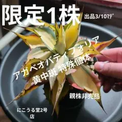 2026年最新】オバティフォリア斑入りの人気アイテム - メルカリ