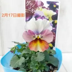 2026年最新】パンジー ビオラの人気アイテム - メルカリ