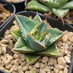 2026年最新】冰雹 アガベの人気アイテム - メルカリ