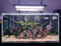 2026年最新】chihiros vivid2の人気アイテム - メルカリ