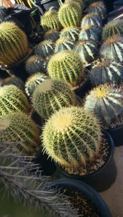 2026年最新】王冠竜の人気アイテム - メルカリ