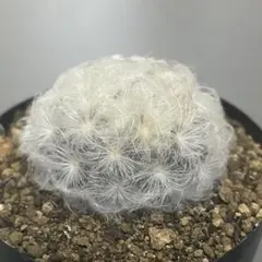 2026年最新】マミラリアの人気アイテム - メルカリ