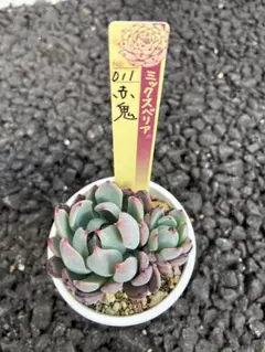 2026年最新】おらいさん苗 青鬼の人気アイテム - メルカリ