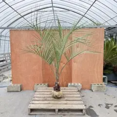 2026年最新】ココスヤシ シルバーの人気アイテム - メルカリ