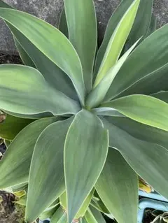 2026年最新】アテナータ 斑入りの人気アイテム - メルカリ