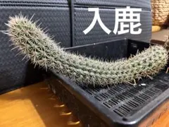 2026年最新】入鹿 サボテンの人気アイテム - メルカリ