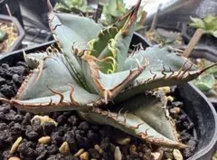 2026年最新】オアハカ 実生の人気アイテム - メルカリ