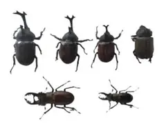 2026年最新】昆虫標本の人気アイテム - メルカリ