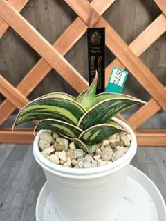 2026年最新】サンスベリア ロリダ 斑入りの人気アイテム - メルカリ