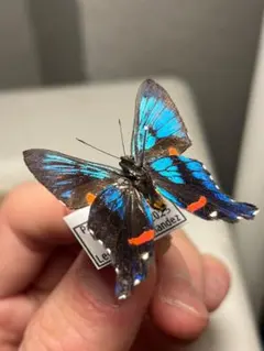 2026年最新】アグリアス 蝶 の人気アイテム - メルカリ