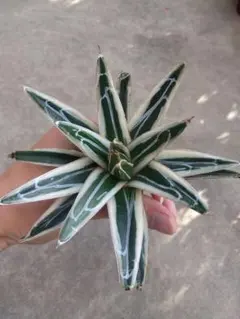 2026年最新】アガベ氷山の人気アイテム - メルカリ