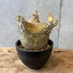 2026年最新】ホロンベンセ 現地球の人気アイテム - メルカリ