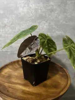 2026年最新】anthurium dressleriの人気アイテム - メルカリ