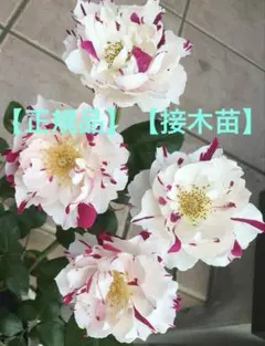 2026年最新】バラ苗 一期一会の人気アイテム - メルカリ