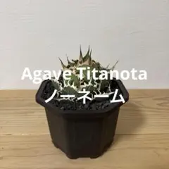 2026年最新】オアハカ 子株の人気アイテム - メルカリ