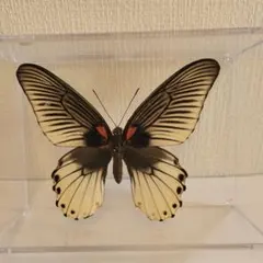 2026年最新】ナガサキアゲハ標本の人気アイテム - メルカリ