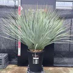 2026年最新】ユッカ リギダの人気アイテム - メルカリ