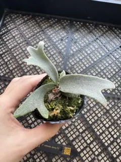 2026年最新】willinckii jennyの人気アイテム - メルカリ