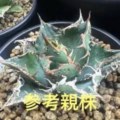 2026年最新】金蟾 アガベの人気アイテム - メルカリ