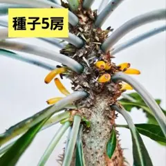 2026年最新】ミルメコディアの人気アイテム - メルカリ