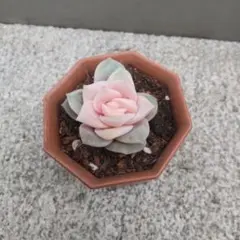 2026年最新】ラブリーローズ錦の人気アイテム - メルカリ