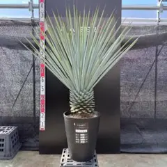 2026年最新】ユッカ リギダの人気アイテム - メルカリ