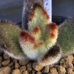 2026年最新】ロウルサンコ ラベルの人気アイテム - メルカリ